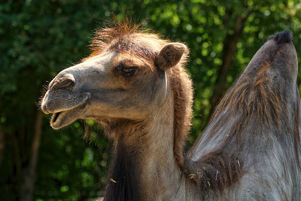 Close-up of a Bactrian camel with visible facial expression and fur texture, standing against a lush green background in daylight