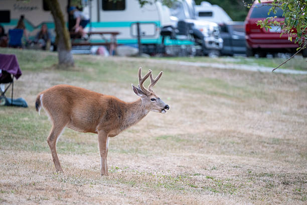 Deer explores campsite, Pender Island, Gulf Islands, B.C.