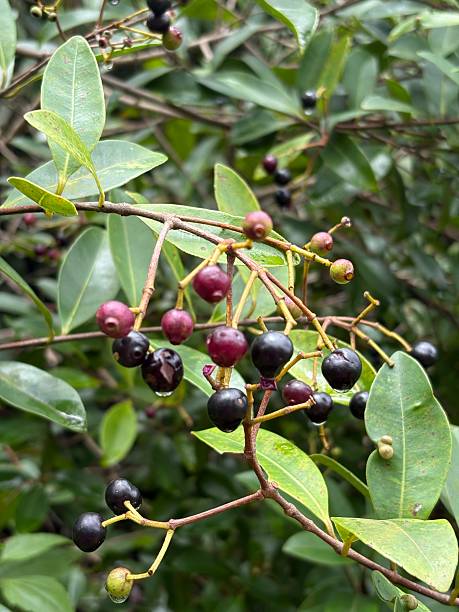 istock delicious black berries green leaves background 2228199935
