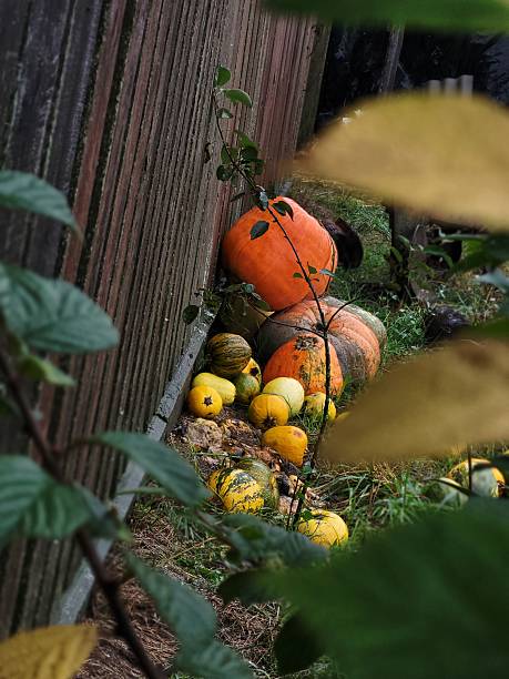istock Autumn pumpkins near a wooden wall 2228200733