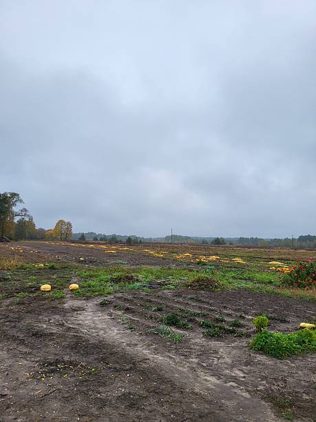 istock Pumpkins on an autumn field under clouds 2228200743