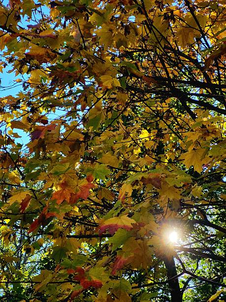 istock Golden autumn leaves on a tree in sunny weather 2228200844