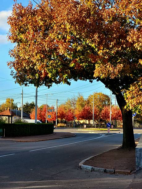 istock Autumn tree over a city road 2228201105