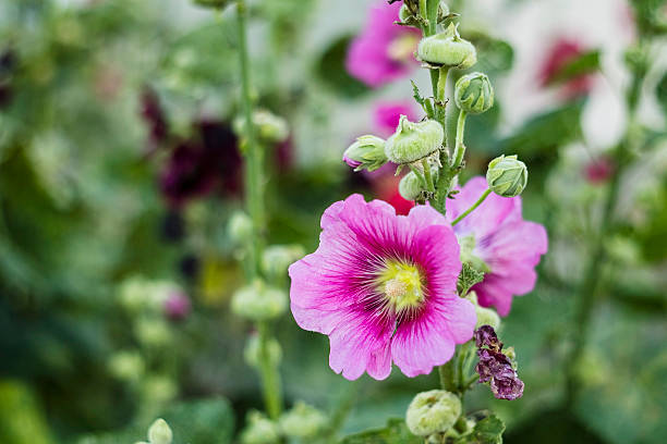 Full-bloom pink hollyhocks with vibrant petals and leafy greenery, suited for spring and summer floral photography themes.