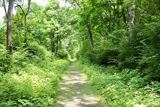istock Hiking in the Summer Forest 2228202590