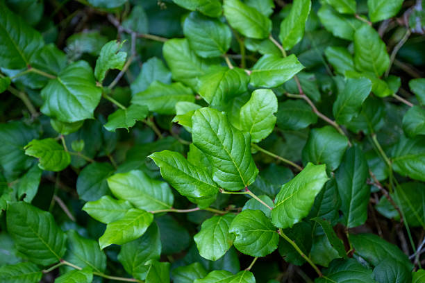 Lush foliage and sunlight, Saturna Island, Gulf Islands, B.C.