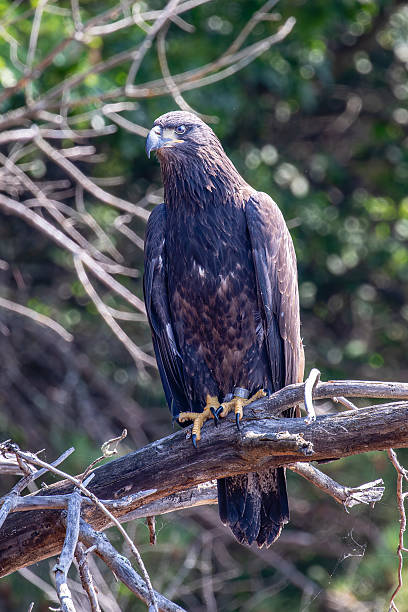 istock Bald Eagle (Haliaeetus leucocephalus) immature, perched on a branch with DNR tracking band on the Rainbow Flowage in northern Wisconsin 2228204416
