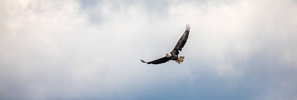 istock Bald Eagle (Haliaeetus leucocephalus) in flight with a blue sky and white clouds in northern Wisconsin, with copy space 2228204419
