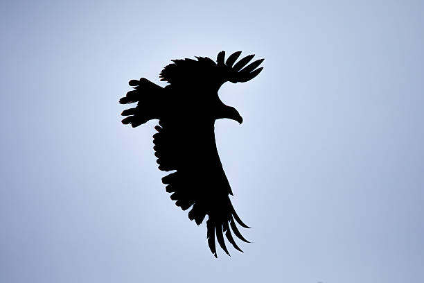 istock Bald Eagle (Haliaeetus leucocephalus) silhouette infront of a blue sky 2228204435