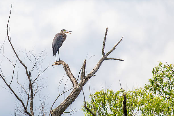 istock Great Blue Heron (Ardea herodias) perched in a tree along the Rainbow Flowage in northern Wisconsin 2228204442