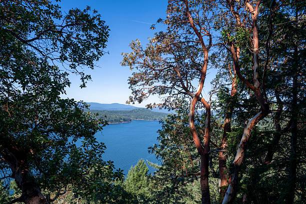 View through Madrona trees above calm bay and distant islands, Saturna Island, Gulf Islands, B.C.