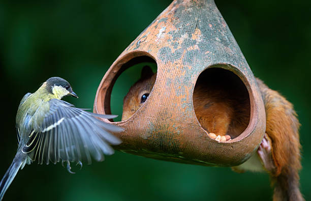 a red squirrel on a hanging bird feeder