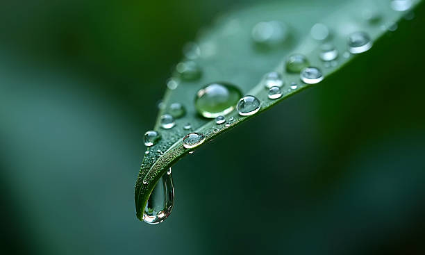 istock Water droplets on leaves 2228209728