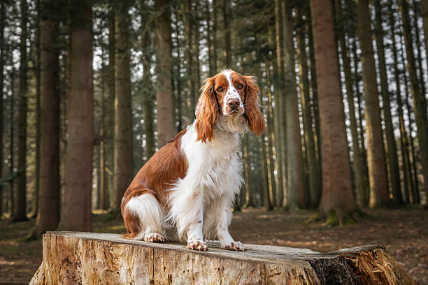istock Welsh Springer Spaniel in Virginia Water in Windsor Great Park in Berkshire sitting on a tree stump looking straight 2228211275
