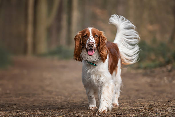 istock Welsh Springer Spaniel in Virginia Water in Windsor Great Park in Berkshire with tail swishing looking head on to the camera 2228211296