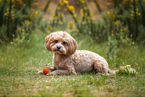 istock Cute Cavapoo in the forest in Ascot near Windsor Great Park on the grass looking curious 2228211491