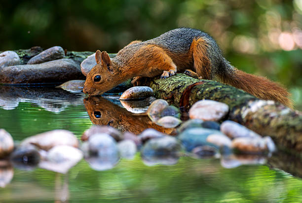 A close-up photo of a squirrel drinking from a natural water pool in the forest. The reflection of the animal is clearly visible on the water’s surface. The blurred background highlights the squirrel's natural behavior. A perfect capture for wildlife and nature photography themes.