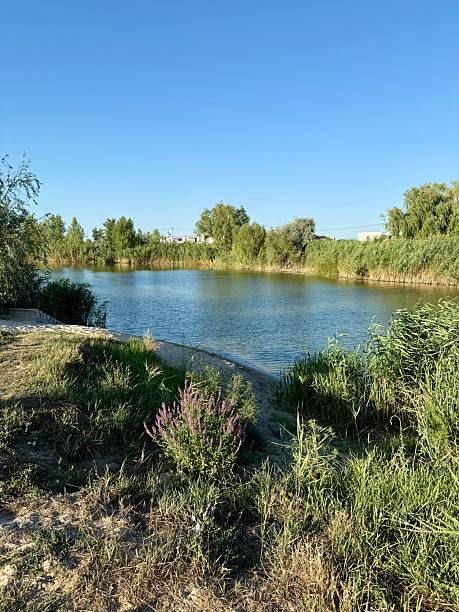 istock Tranquil Riverbank with Wild Vegetation under Clear Blue Sky 2228213368