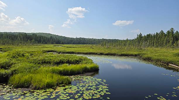 istock Sunny day on Spruce Bog - Horizontal 2228214000