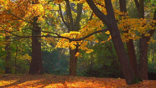 Light of the sunrays with autumn leaves, and trees. Natural calm scene in the park.