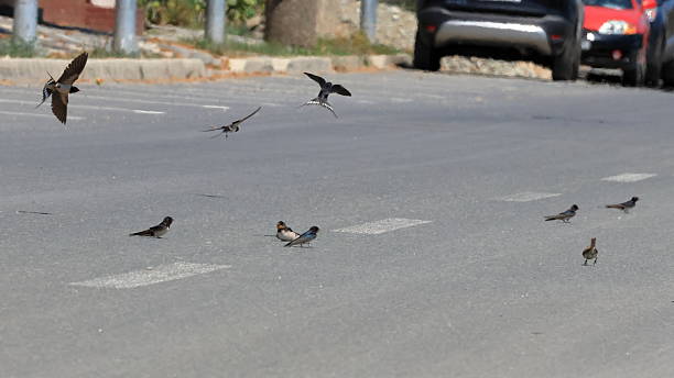 A small flock of barn swallows landed on the asphalt, in the middle of the road, on a sunny summer day (August). The asphalt was hot, but it seems that not only did this not bother them, but it actually attracted them