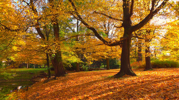 Light of the sunrays with autumn leaves, and trees. Natural calm scene in the park.