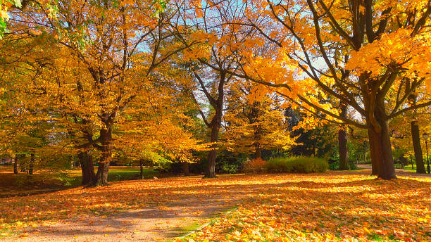 istock Light of the sunrays with autumn leaves 2228216343