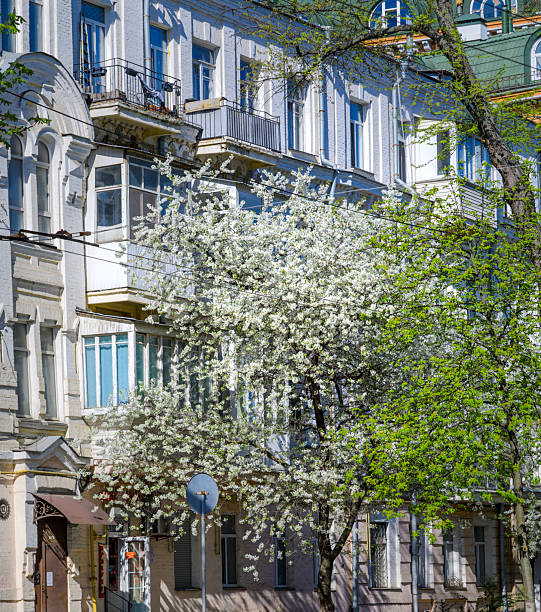 Large blossoming tree with white flowers standing in front of a residential building with balconies and windows, creating a picturesque urban spring scene
