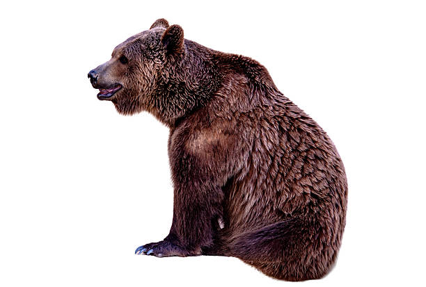 istock Side View of a Sitting Brown Bear on Transparent Background 2228217215