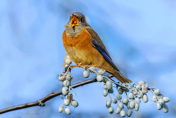 The Western Bluebird (Sialia mexicana) is a small member of the thrush family, about 5.9 to 7.1 inches in length. Adult males are bright blue on top and on the throat with an orange breast and a gray belly.  A year-round resident of the American Southwest, this Western Bluebird was photographed while eating Russian Olives at Walnut Canyon Lakes in Flagstaff, Arizona, USA.