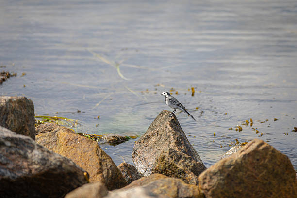 White wagtail is standing on rocks with blurry seascape background.Copenhagen - Denmark.