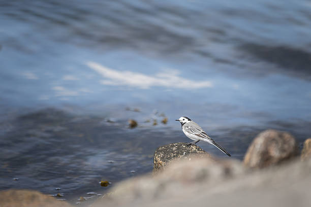 istock White wagtail is standing near by sea. 2228218338