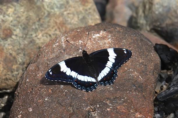 White Admiral Butterfly (limenitis arthemis) sunning itself on a big rock