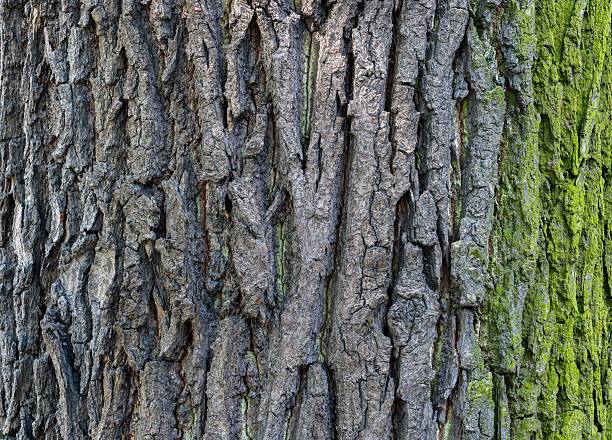 Close-Up Macro Shot of Textured Tree Bark with Natural Brown and Gray Tones