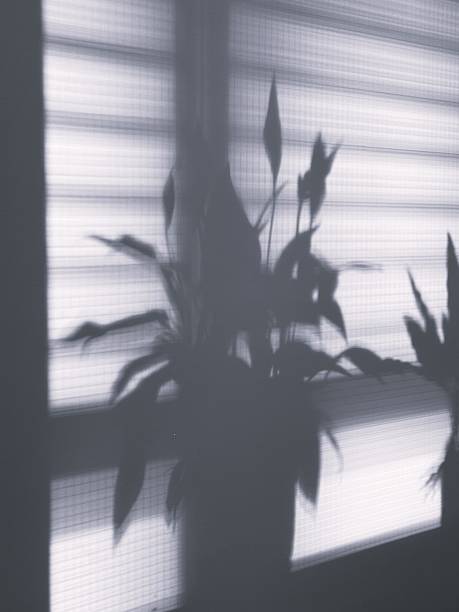 Soft shadows of plant leaves cast on a plain wall by natural light. Minimalist and calming composition, ideal for wellness, interior design, or botanical themes.