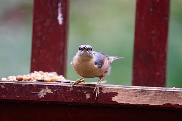 istock Nuthatch woodland bird feeding on bird seed 2228228134