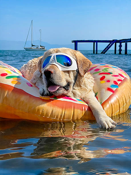 istock Labrador in Sunglasses Floating on a Donut Pool Float 2228228913