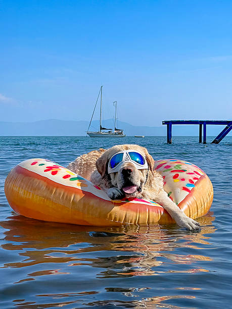 istock Labrador in Sunglasses Floating on a Donut Pool Float 2228228914