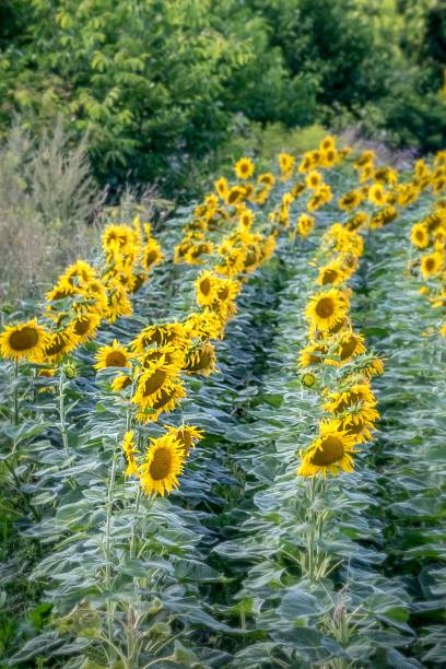 istock Sunflower in the field 2228229157