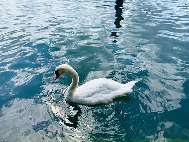 The surface of the lake reflects the sky above, adding textures of light and shadow around the bird.