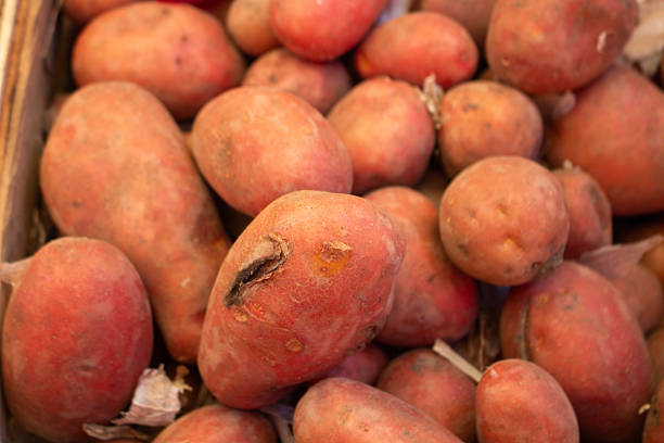 Red and  sweet potato