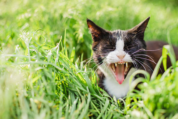 Cat yawns on a green lawn bathed in sunlight.
