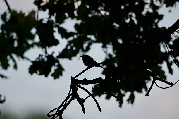 istock Spotted Fly catcher woodland bird in silhouette 2228231114