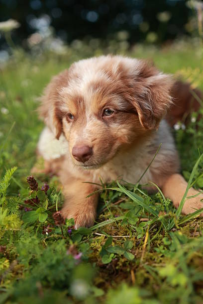 istock Brown and white dog is laying in the grass 2228232095