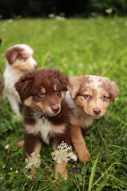 istock Three puppies are standing in a grassy field 2228232366