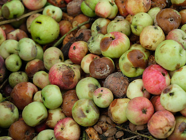 istock A pile of rotten apples with mold and some fruit flies on them. 2228232389