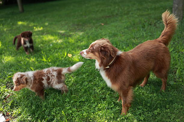 istock Three dogs are playing in a grassy field 2228232729
