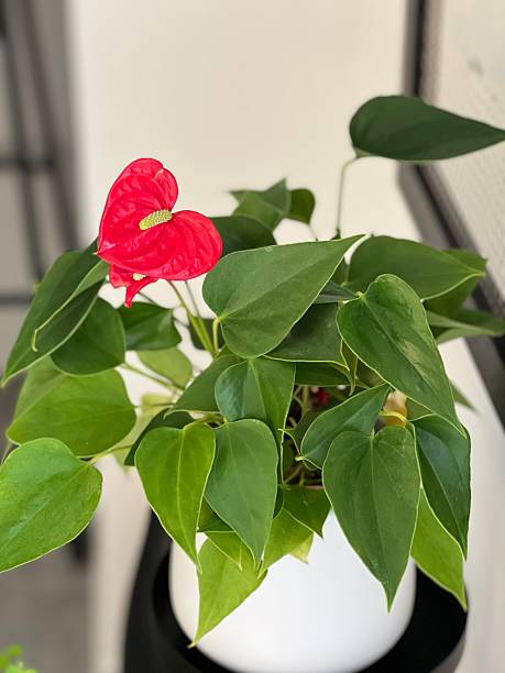 istock Pink peace lily -  full plant view 2228234615