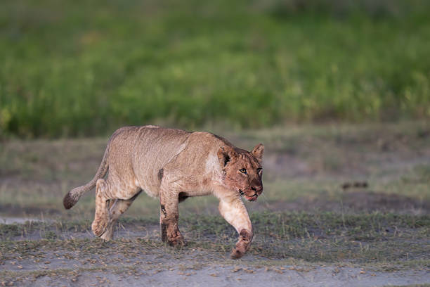 istock Lioness walking away from a morning feed 2228239591