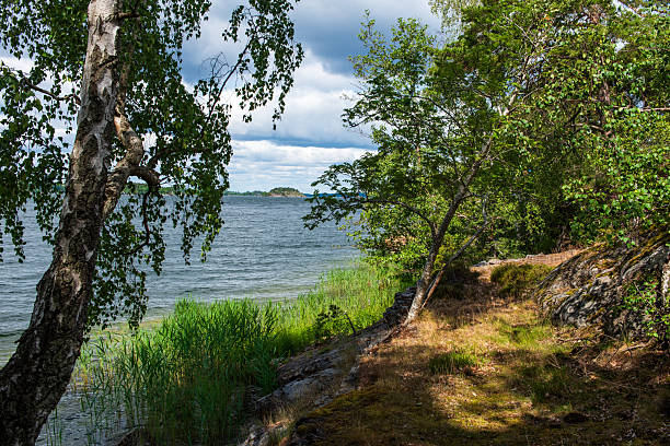 Peaceful summer landscape in Sweden with a sunny coastline, birch trees, blue sea, and scattered clouds in the sky. Idyllic Nordic nature in warm weather.